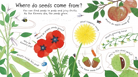 Lift-the-Flap Questions and Answers How Do Flowers Grow?